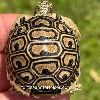 contains images
