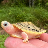 contains images