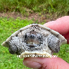 contains images