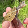 contains images