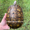 contains images