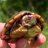 contains images