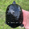 contains images