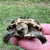 contains images