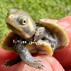 contains images