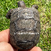 contains images