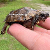 contains images
