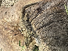 contains images