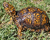 contains images